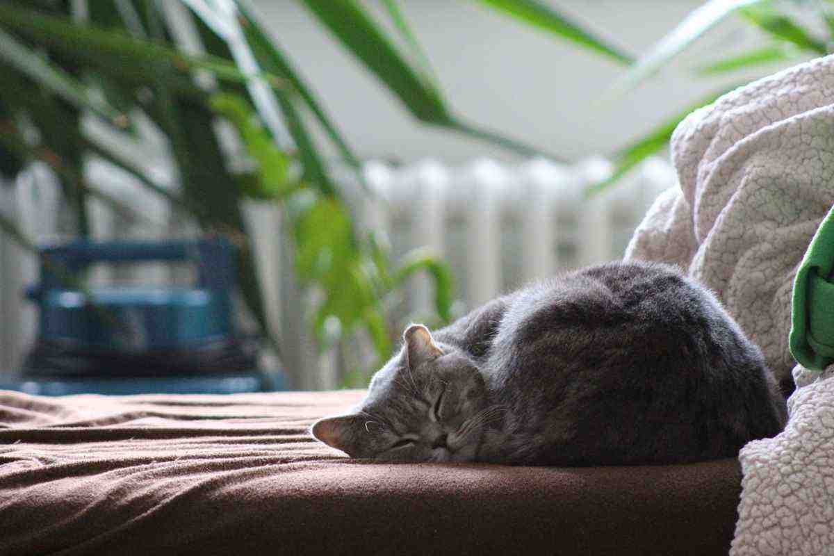 colitis en gatos: causas, síntomas y remedios (foto Pixabay)