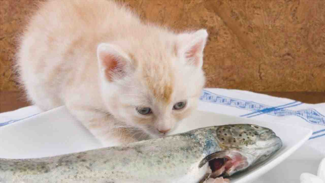 cómo cocinar bacalao en gatos