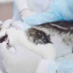 Cómo hacer que el gato coma después de la extracción del diente: varias puntas
