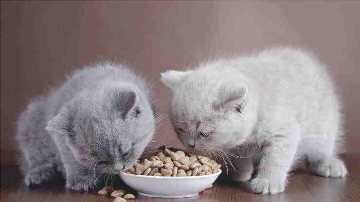 cómo leer las etiquetas de comida para gatos