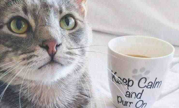 qué hacer si el gato bebe té