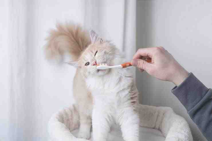cuidado dental del gato