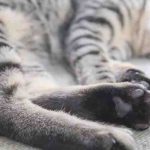 Almohadillas para gatos saltadas y secas: por qué y qué hacer