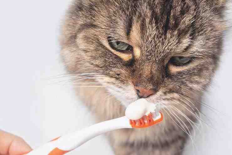 pasta de dientes gatos