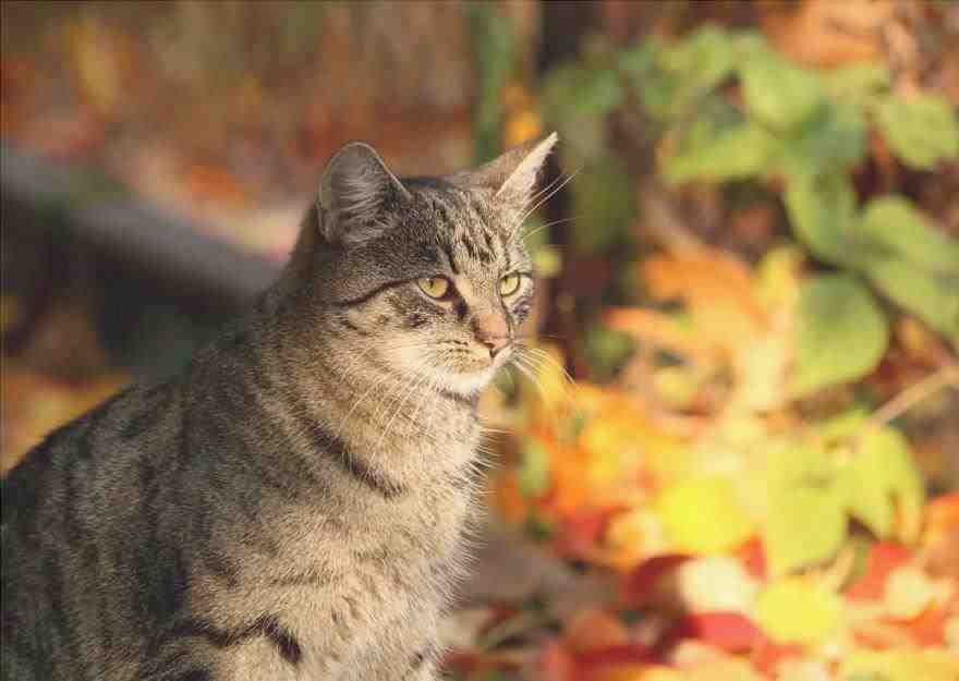 otoño gato de alimentación