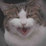 El gato ha perdido los dientes: causas, remedios y prevención
