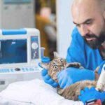Los síntomas de la enfermedad cardíaca en gatos: cómo reconocerlos