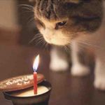 Cómo reconocer la edad del gato: descubre cuántos años tiene