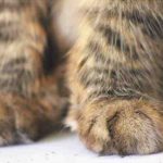 Proteja las patas del gato del calor: los peligros del verano al aire libre