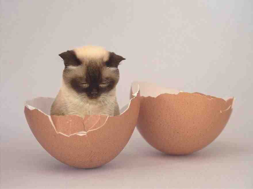 huevos de gato