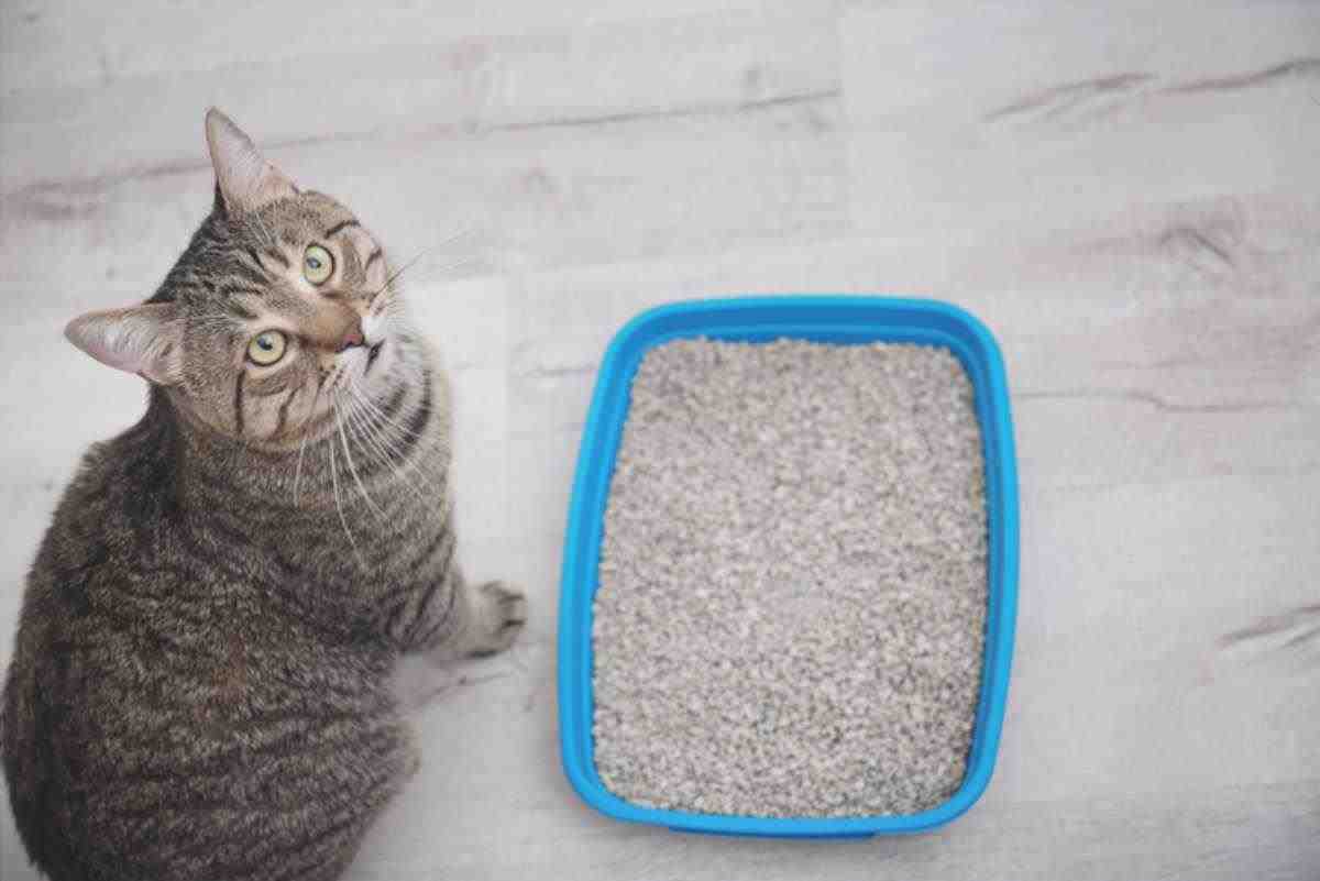 Alergia a la basura en gatos