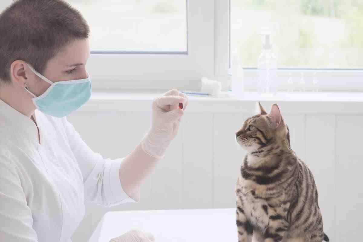 Pastilla anticonceptiva para el gato (Foto Adobe Stock)