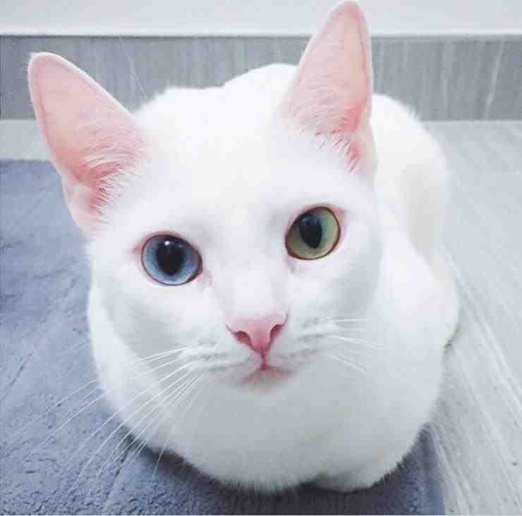 ojos de gato de diferentes colores