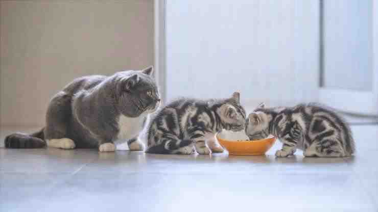 los gatos pueden compartir el tazón