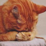 La estomatitis en gatos puede causar, síntomas y remedios