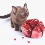 El gato puede comer granada? Pros y contras de esta comida