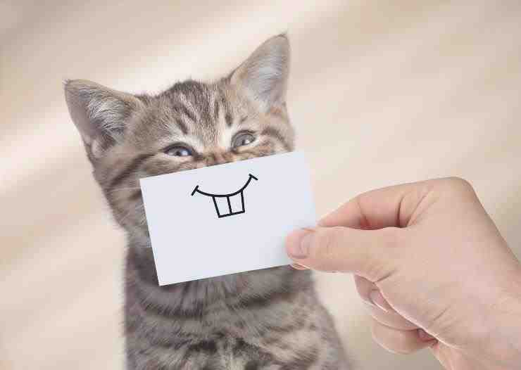 gatito feliz
