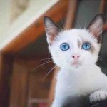 gattino-occhi-blu-1.jpg