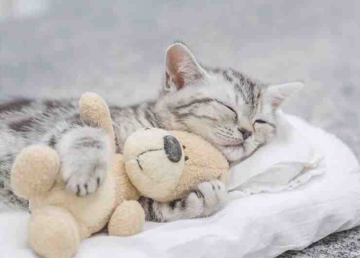 Con qué sueñan los gatos cuando duermen? (Foto Adobe Stock)