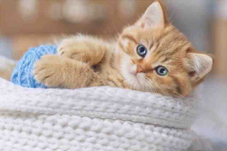 Enfermedad inflamatoria intestinal en gatos