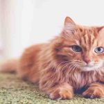 Cómo salvar a un gato sofocante: la maniobra de Heimlich