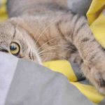 Los gatos extrañan a sus humanos? Averigüemos juntos