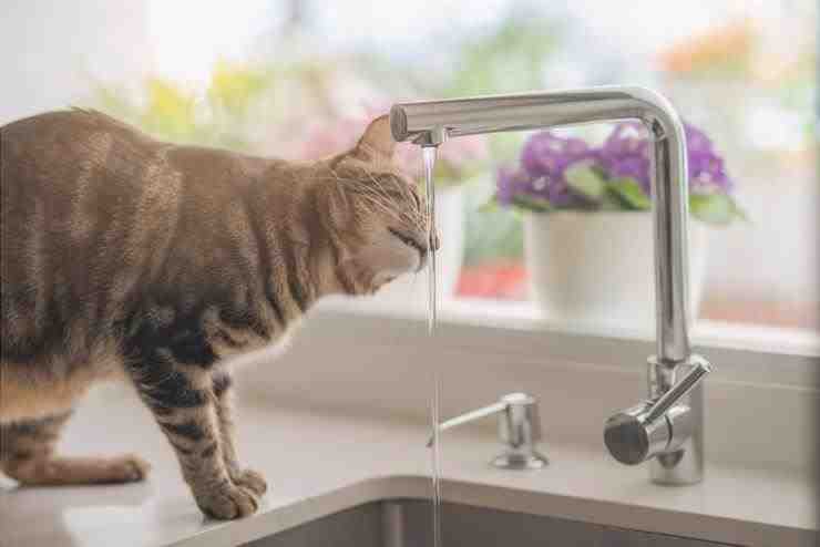 El gato bebe agua