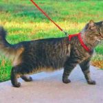 Saca al gato con una correa: una herramienta útil y beneficiosa