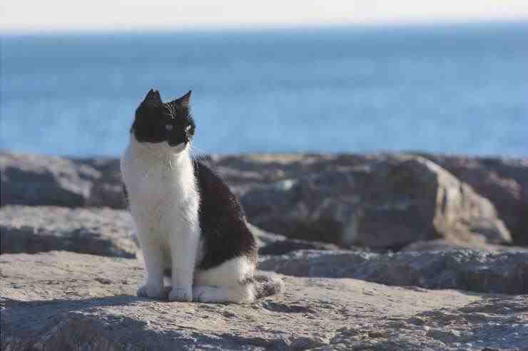 gato junto al mar