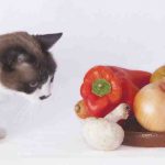 Alimentar al gato con un estómago sensible: comida y consejos