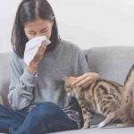 Cómo controlar los alérgenos de gatos en el hogar: las 4 etapas básicas
