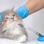 gatto-anestesia.jpg