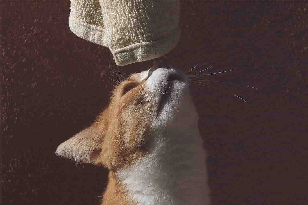 gatos de aromaterapia