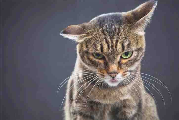 cómo entender si el gato está enojado