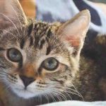Beta bloquea las drogas en los gatos cuando las usa? Efectos adversos