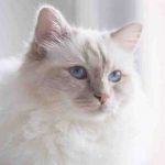 La sordera del gato blanco a lo que se debe? Explicaciones y curiosidades
