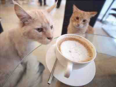 Gato y café