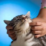 Las causas que causan una ascensión en el gato y cómo curarlo