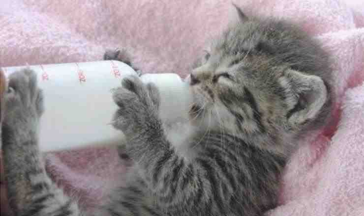 gato bebiendo leche