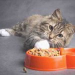 El gato puede comer hongos? Riesgos y beneficios de esta comida