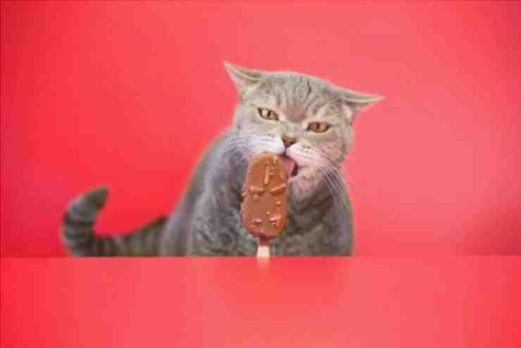 gato de chocolate