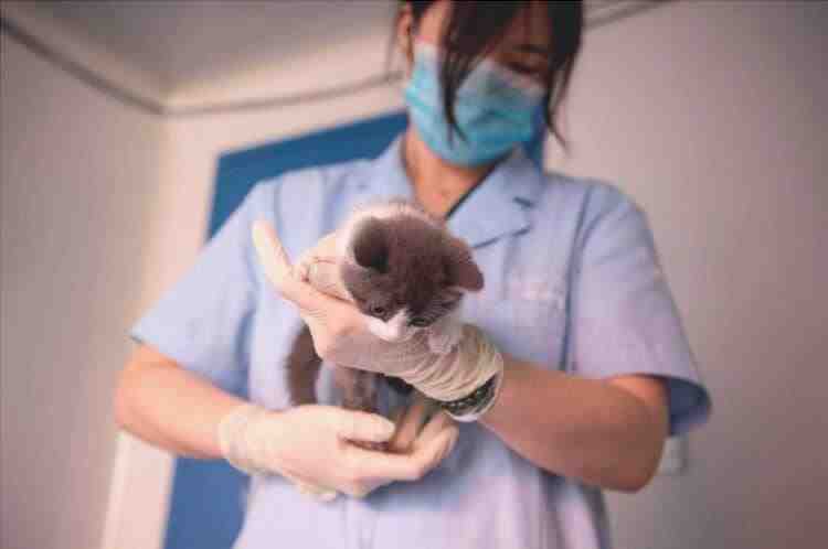 tratamiento de hiperestesia felina