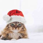 El gato puede comer fruta confitada? En la mesa con el gato durante las vacaciones de Navidad
