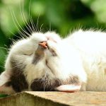 Convulsiones en gatos: causas, síntomas y tratamiento