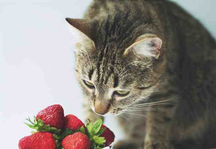 gato de fresa