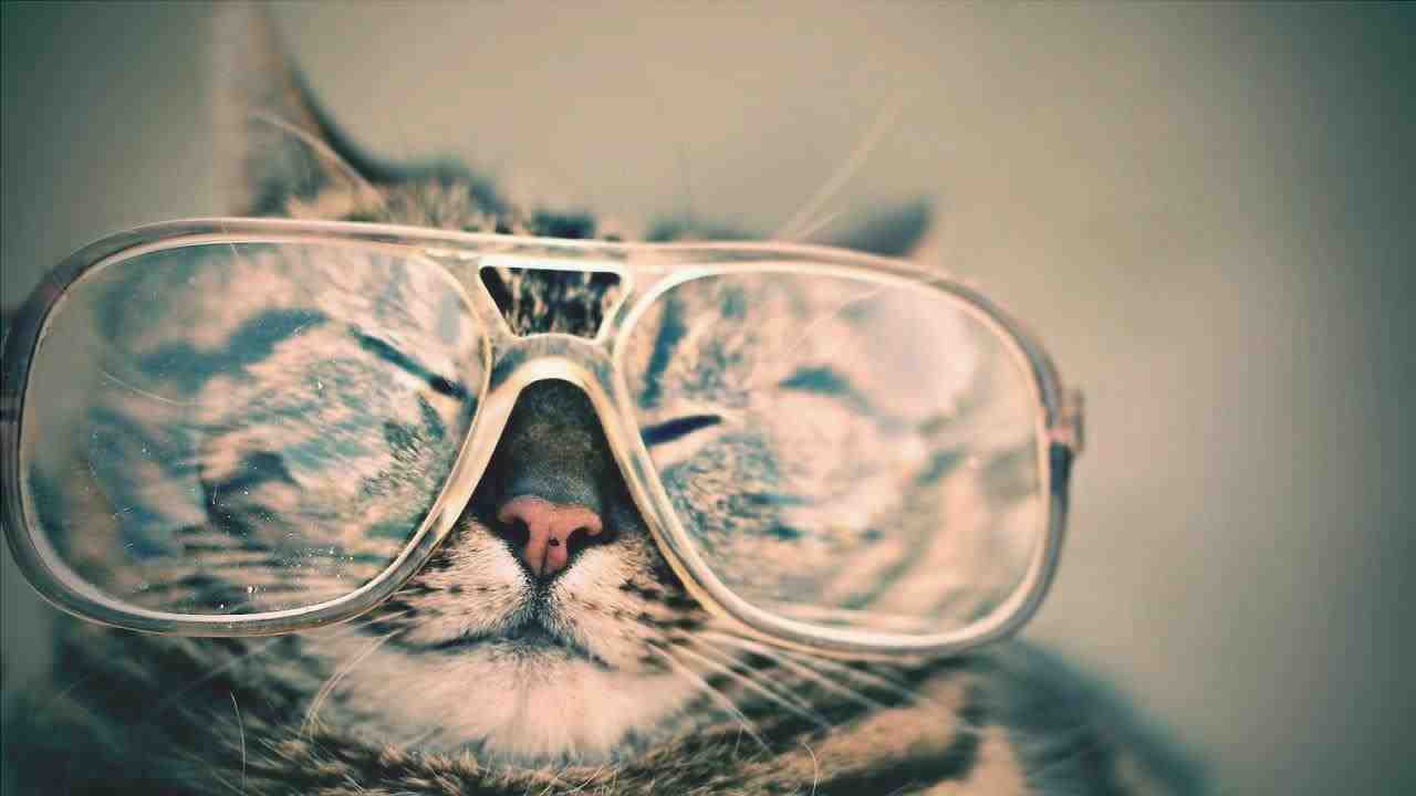 gato, gafas