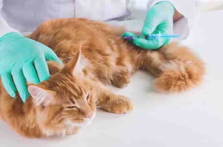Hipoglucemia en gatos (Foto Adobe Stock)