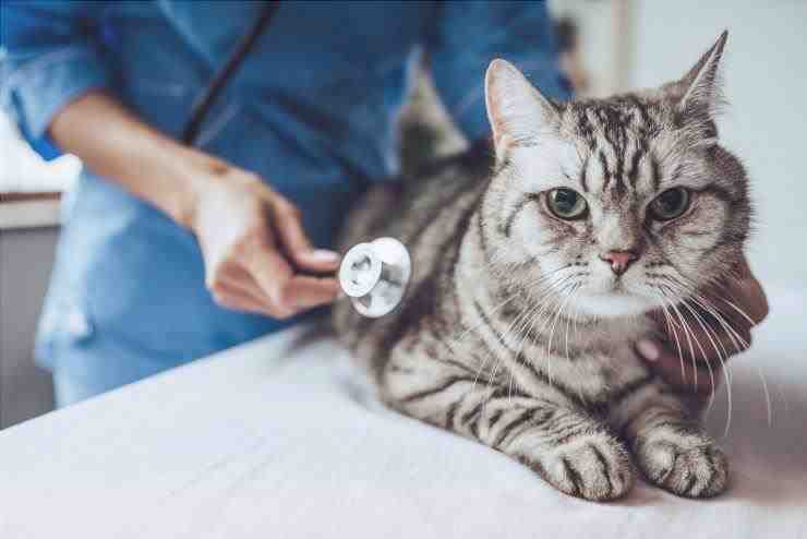 gato al veterinario