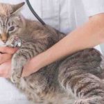 Adenocarcinoma en gatos: causa, síntomas y tratamiento