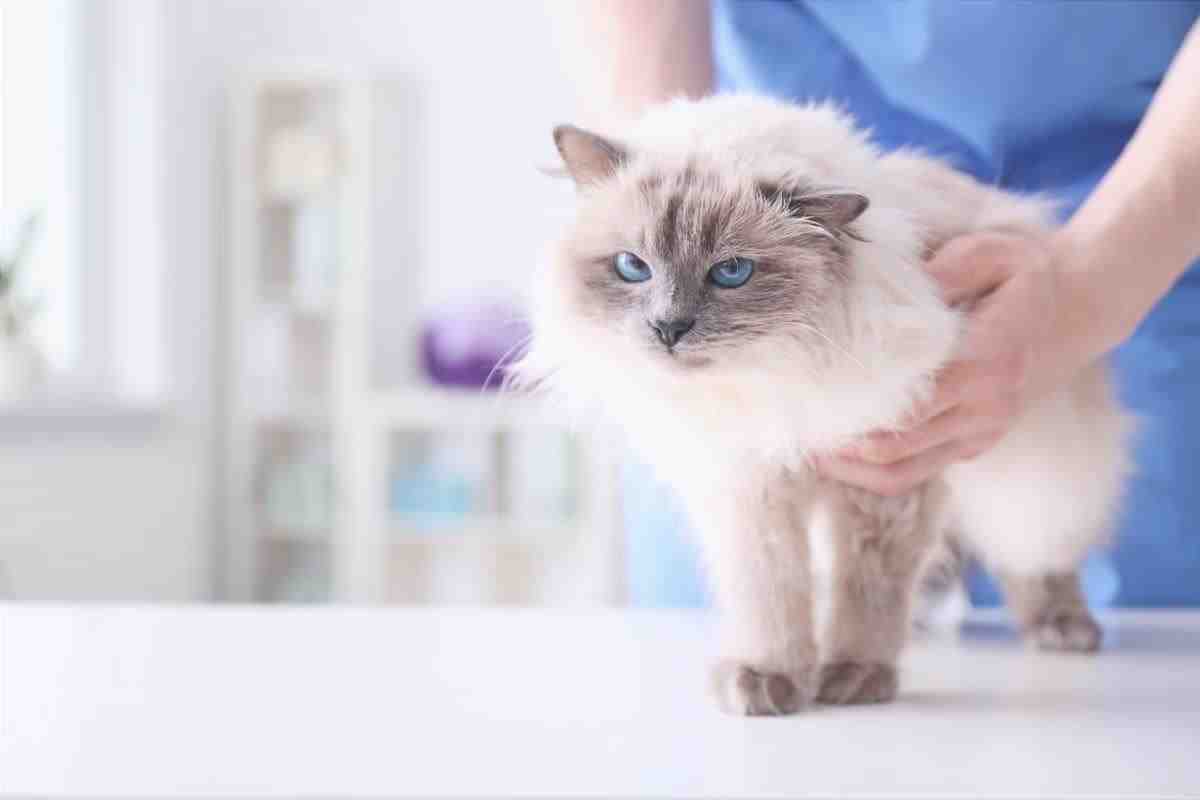 Gastroenteritis en gatos (Foto Adobe Stock)
